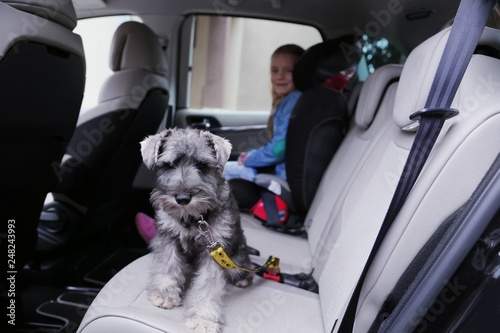 Schnauzer puppy dog in a car with little girl in a background. Dog wears a special dog car harness to keep him safe when he travels. Safety of dogs in the car.