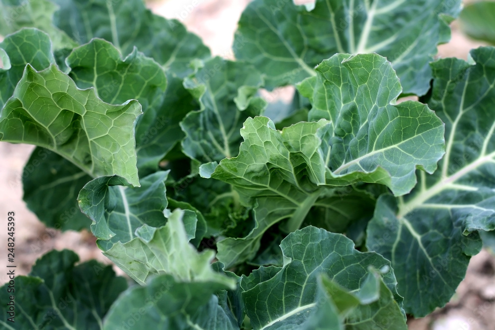 Cabbage growing in the garden. Selective focus. Cabbage growing in the garden. Selective focus.