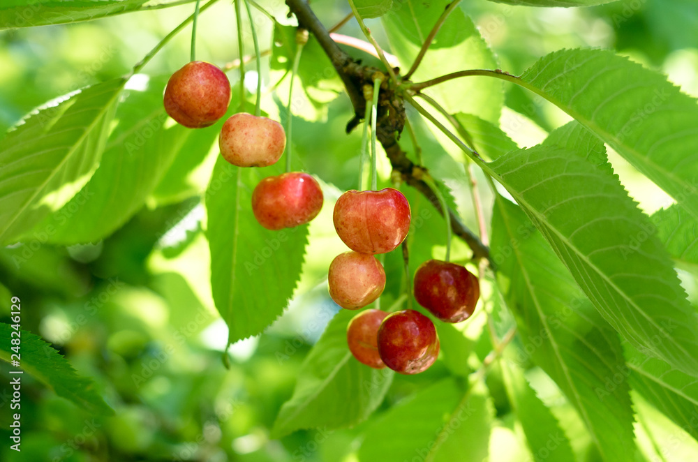 Ripe red cherries of the tree. Sweet cherries on a branch just before harvest. Ripe red cherries of the tree. Sweet cherries on a branch just before harvest.