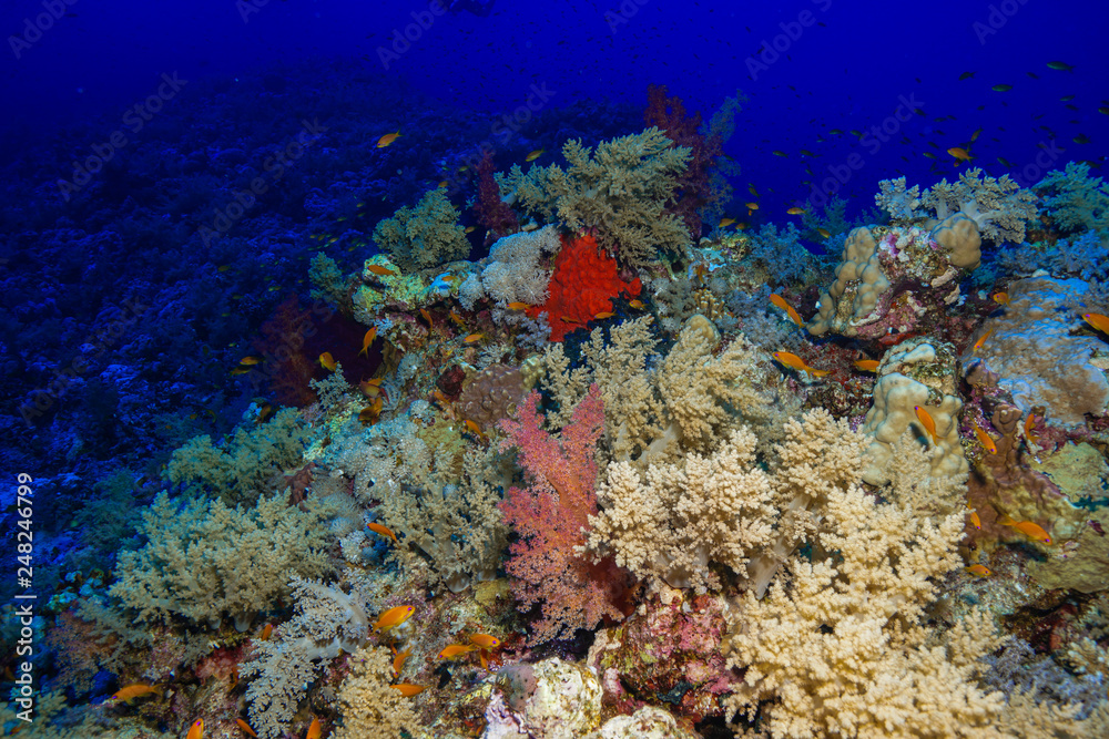 Coral reefs of the Red Sea, Egypt