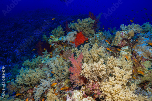 Fototapeta Naklejka Na Ścianę i Meble -  Coral reefs of the Red Sea, Egypt