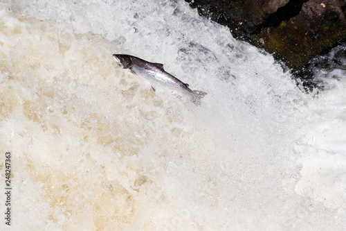 Leaping Atlantic salmon  salmo salar .