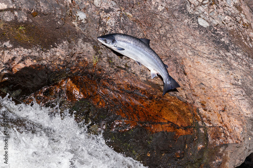 Leaping Atlantic salmon (salmo salar).