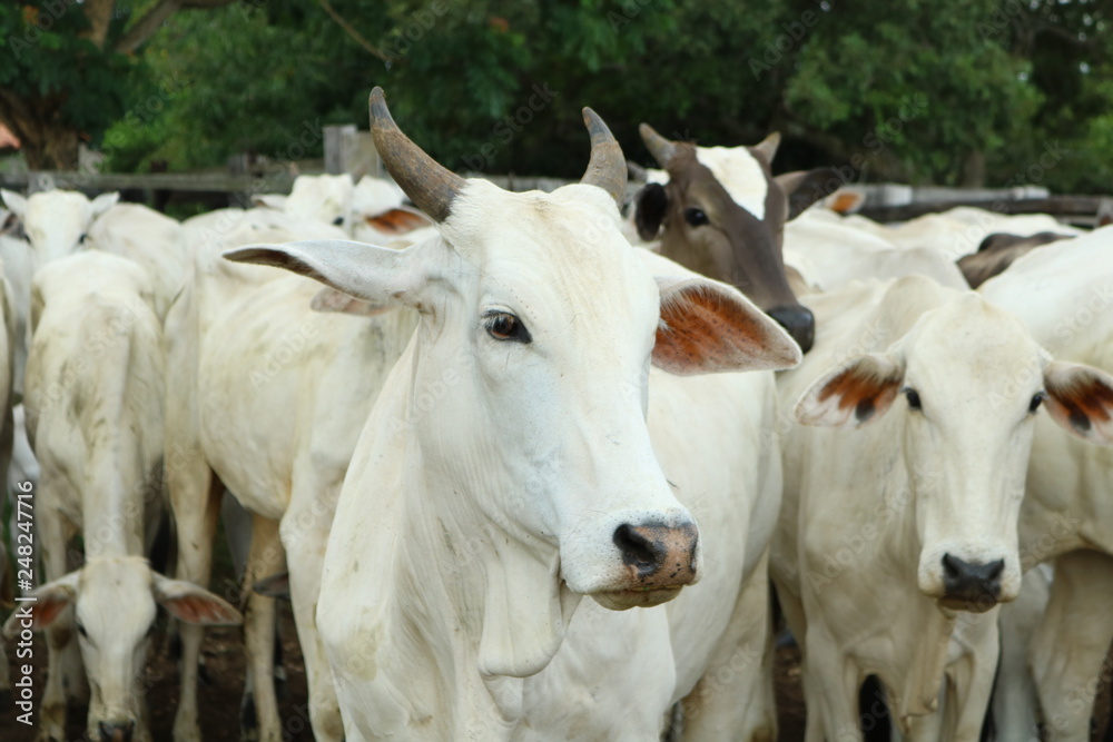 Cow Cow