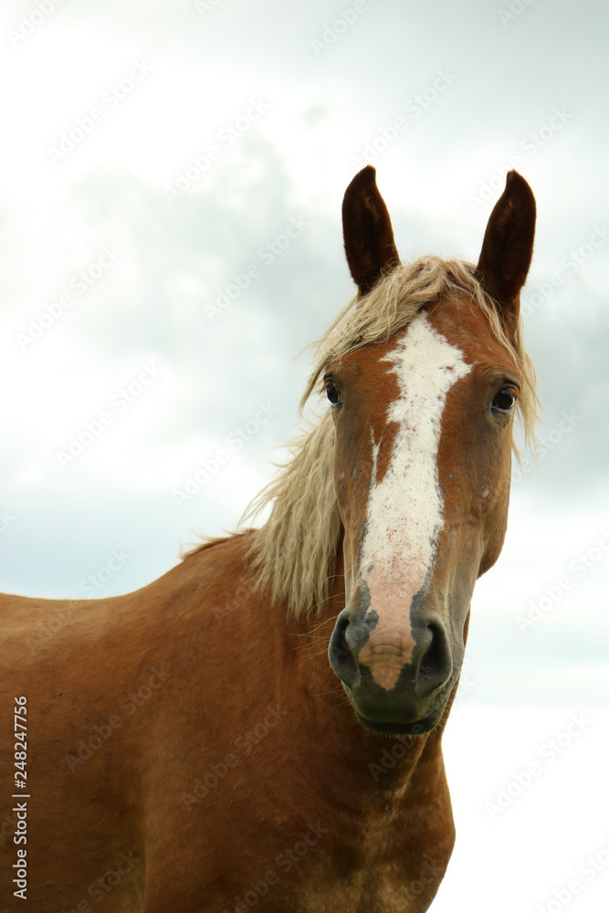 Fototapeta premium Horse