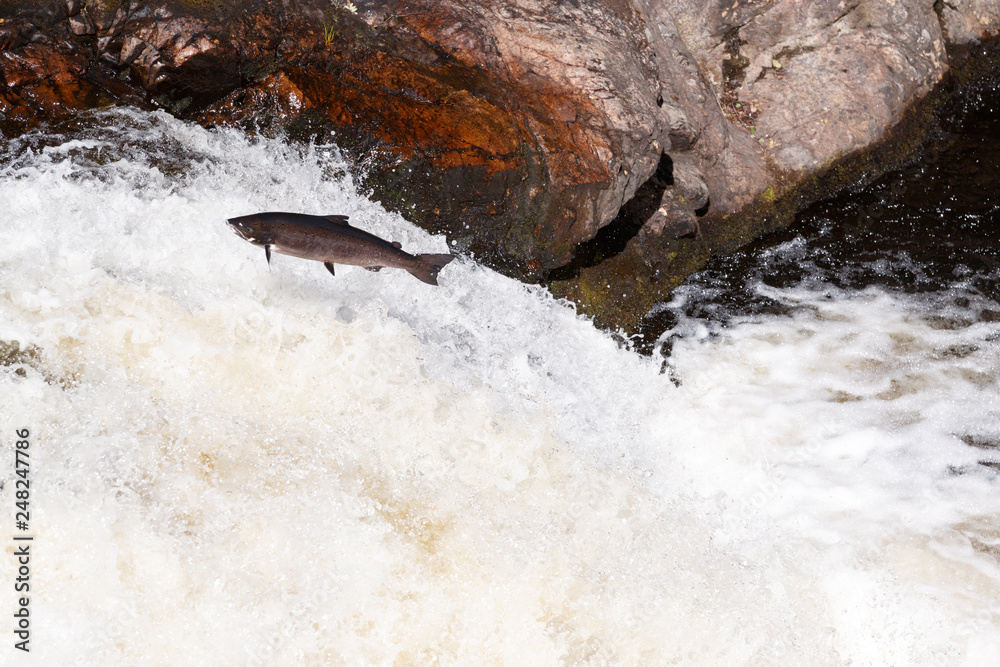 Leaping Atlantic salmon (salmo salar).