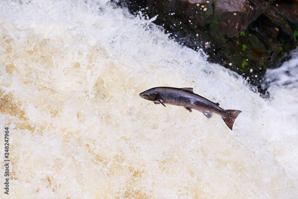 Fototapeta premium Leaping Atlantic salmon (salmo salar).