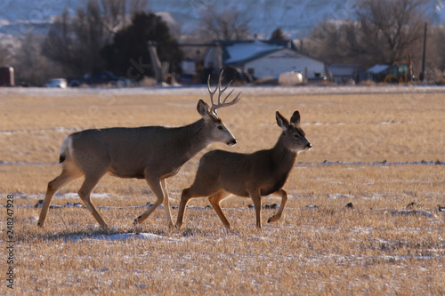 deer in the field