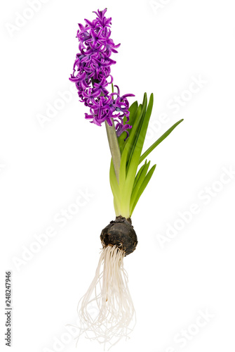 Isolated purple hyacinth with bulb and roots