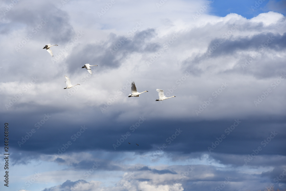Storks flying with stormy sky background