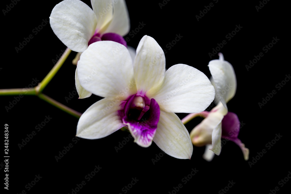 Orchids in the garden.