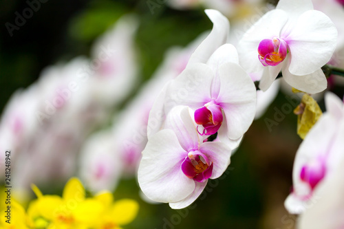 Orchids in the garden.