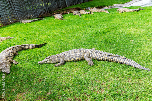 Crocodiles on a crocodile farm in South Africa
