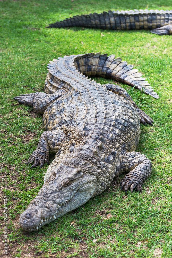 Obraz premium Crocodiles on a crocodile farm in South Africa