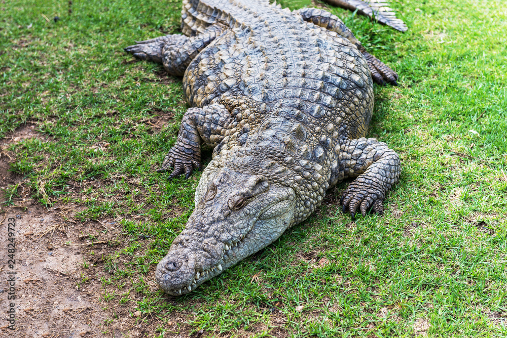 Crocodiles on a crocodile farm in South Africa Crocodiles on a crocodile farm in South Africa