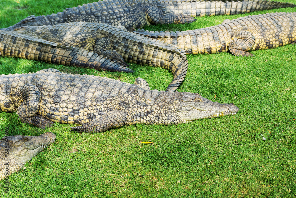 Obraz premium Crocodiles on a crocodile farm in South Africa