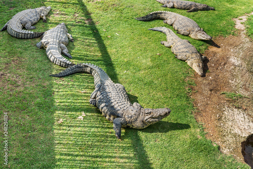 Crocodiles on a crocodile farm in South Africa