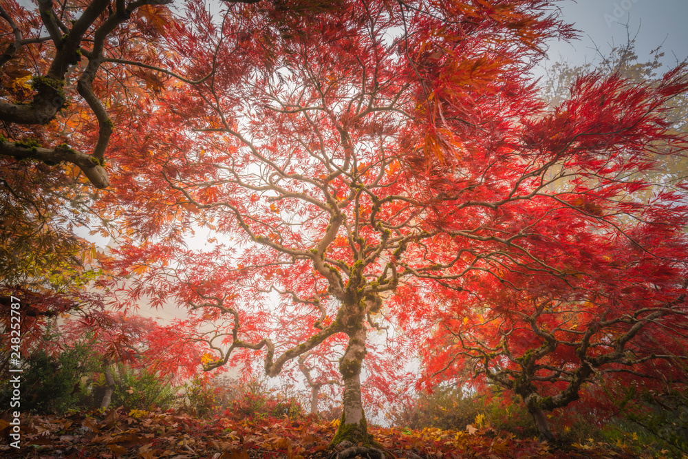 Japanese maple in foggy autumn
