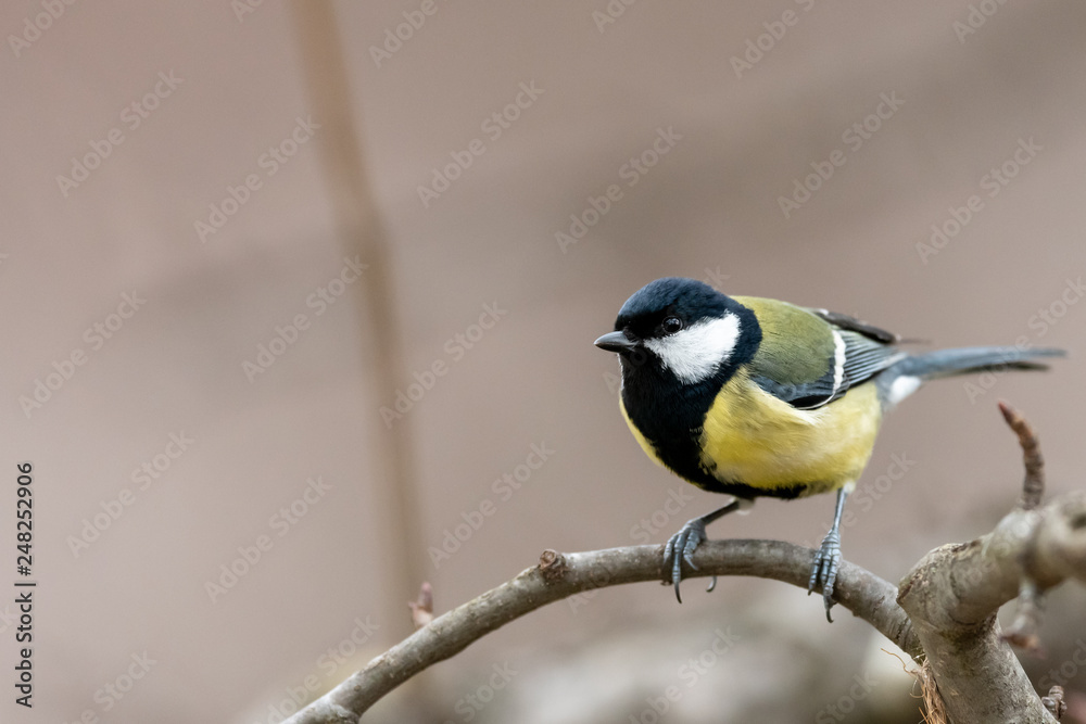 Fototapeta premium A great tit sitting on a twig