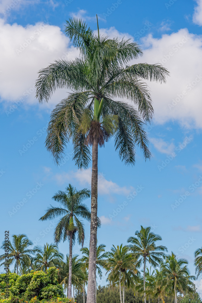 Tropical palm trees against the sky