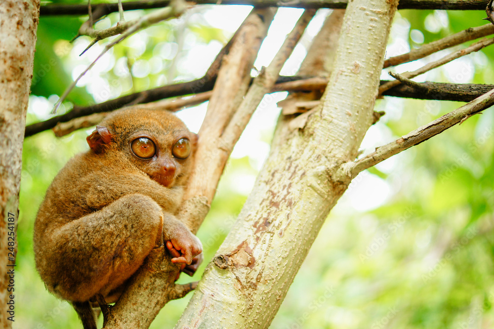 Obraz premium ターシャ