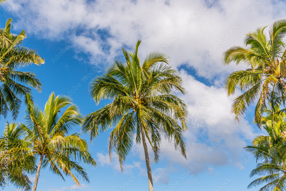 Palm trees and clouds in blue sky
