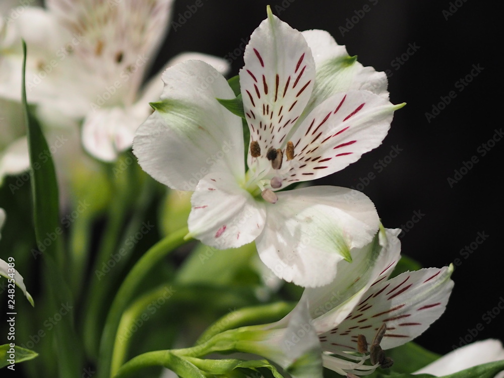 Fototapeta premium white flower on black background