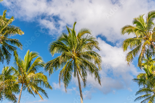 Palm trees and clouds in blue sky