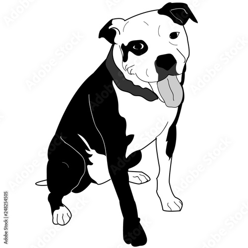 American Staffordshire Terrier, Pitbull, Bully Breed photo