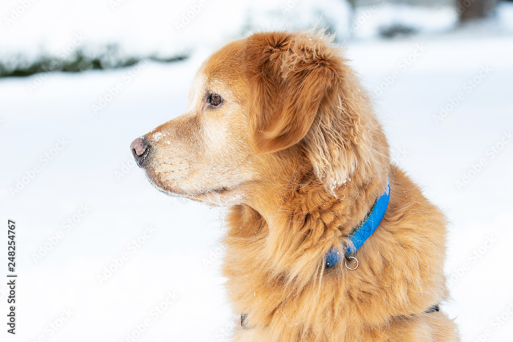 Golden retriever dog in winter snow