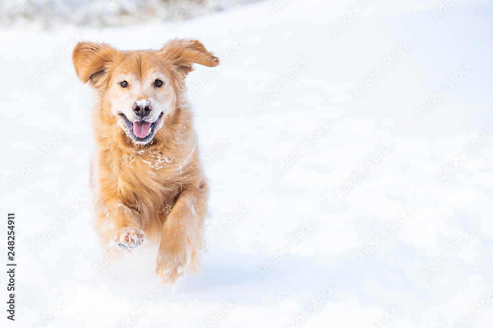 Happy golden retriever dog running and playing in the snow during winter