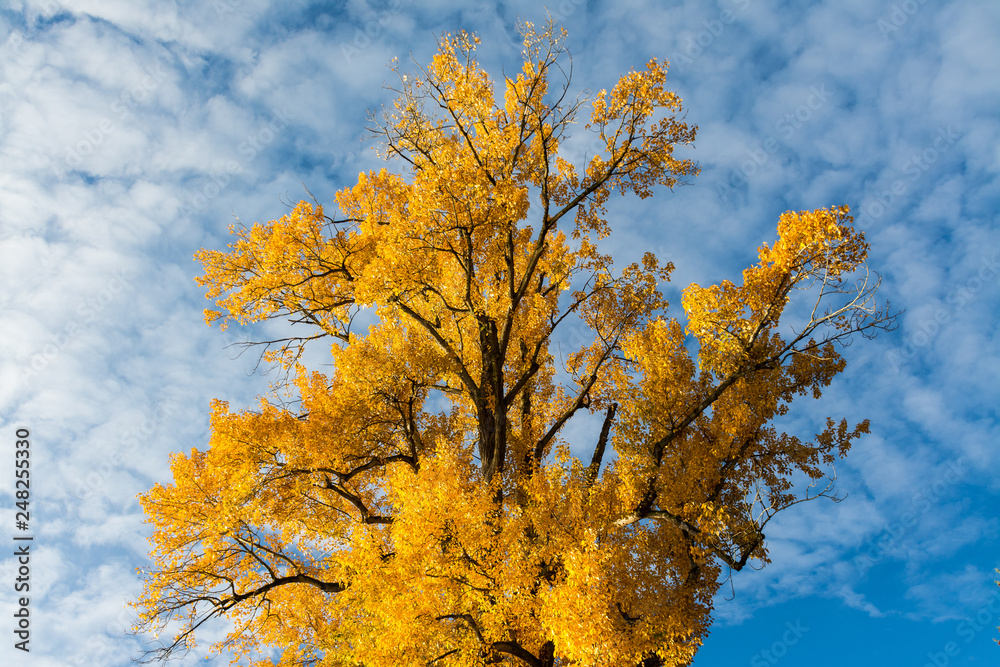 Fototapeta premium autumn leaves against blue sky