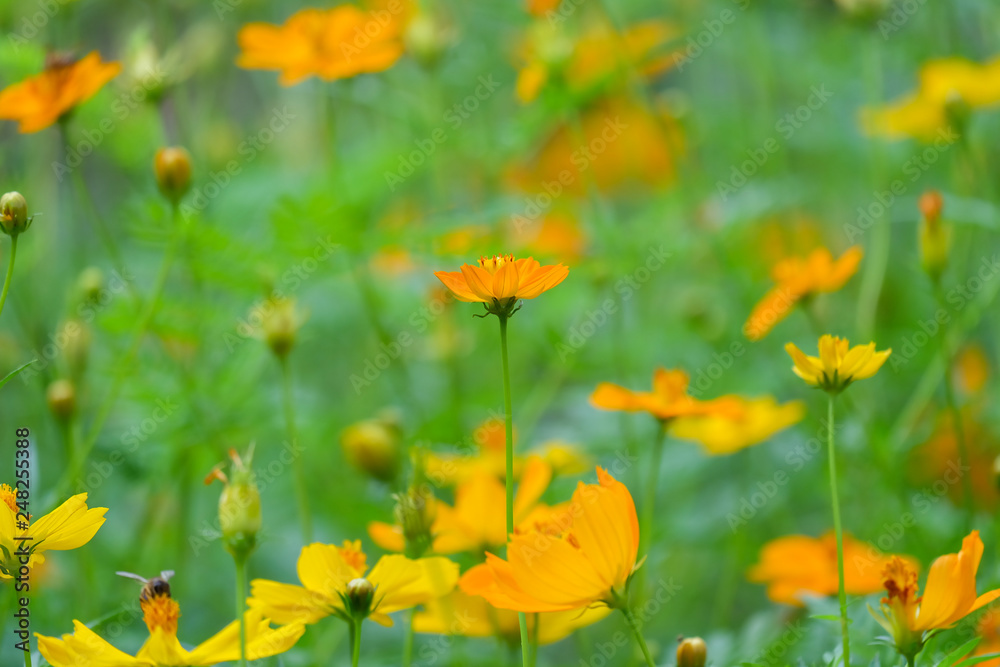 field of cosmos flowers field of cosmos flowers