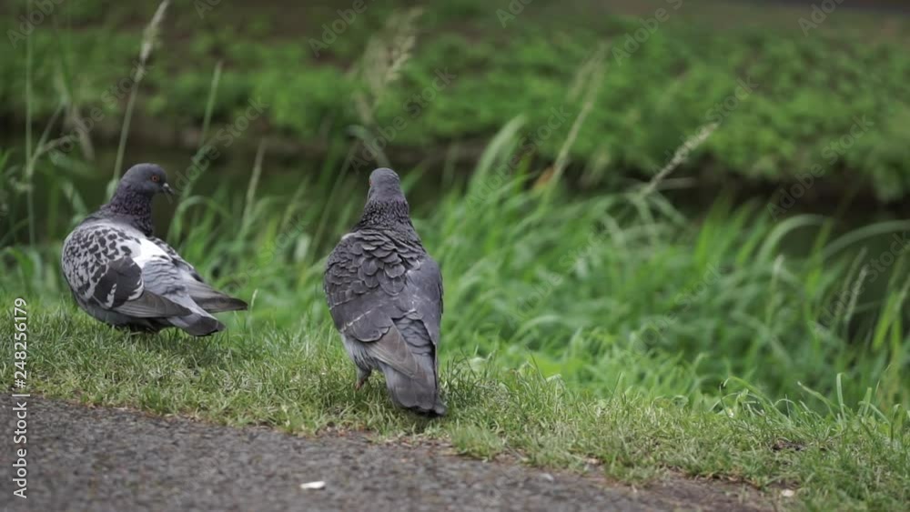 Pair of pigeons on the river bank cleaning, preening their feathers in slow motion Pair of pigeons on the river bank cleaning, preening their feathers in slow motion