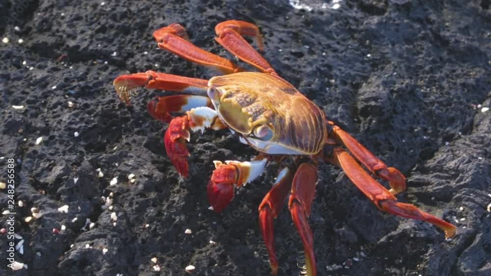Sally Lightfoot Crab on Galapagos Islands eating and walking on rock. AKA Graspus Graspus and Red Rock Grab. Wildlife and animals of the Galapagos Islands, Ecuador. Sally Lightfoot Crab on Galapagos Islands eating and walking on rock. AKA Graspus Graspus and Red Rock Grab. Wildlife and animals of the Galapagos Islands, Ecuador.