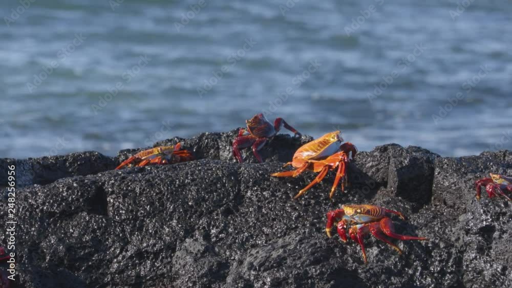 Sally Lightfoot Crab on Galapagos Islands eating and walking on rock. AKA Graspus Graspus and Red Rock Grab. Wildlife and animals of the Galapagos Islands, Ecuador. Sally Lightfoot Crab on Galapagos Islands eating and walking on rock. AKA Graspus Graspus and Red Rock Grab. Wildlife and animals of the Galapagos Islands, Ecuador.