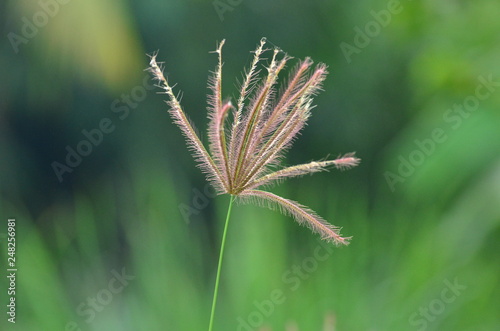 Grass flowers with soft sunlight that affect the beautiful, used as a background image