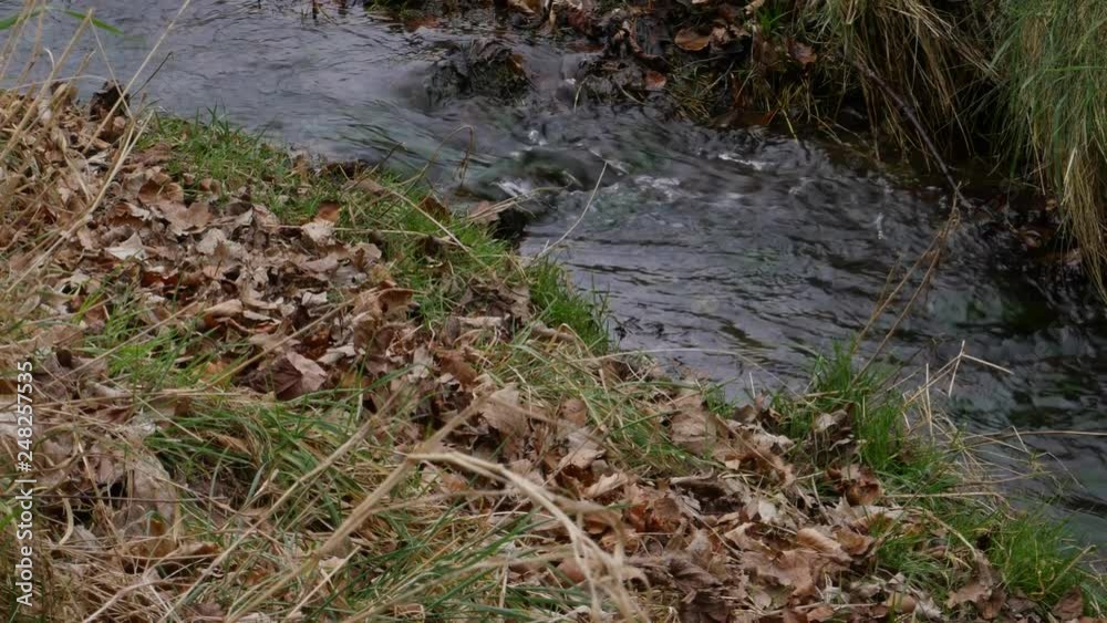 Small stream flowing in autumn with fallen brown leaves on the bank. Slow pan up