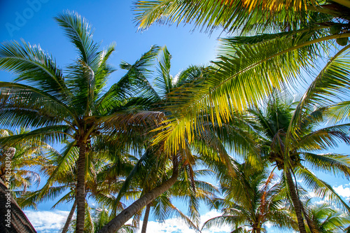 palm trees against blue sky