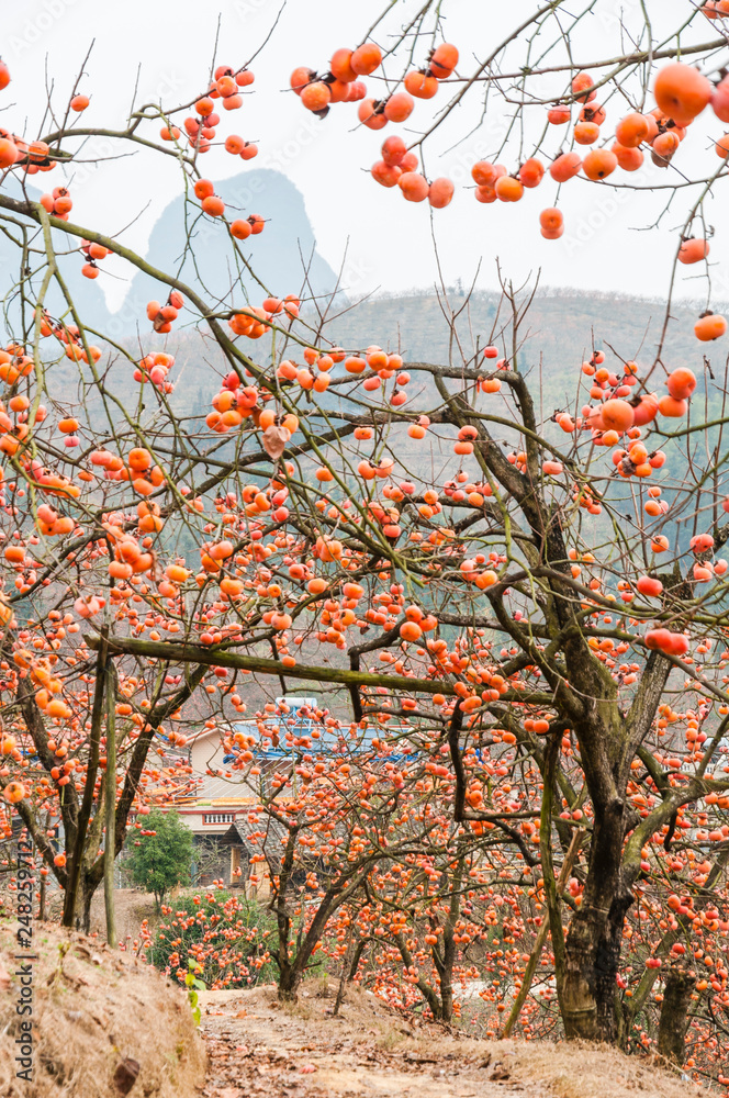 The persimmon fruit trees in autumn The persimmon fruit trees in autumn