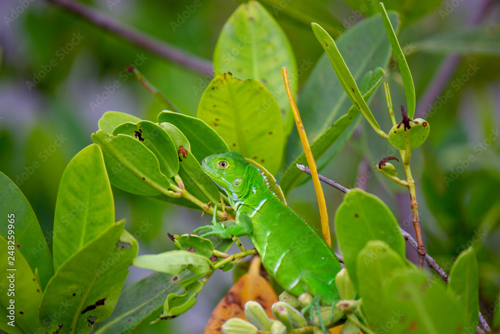 Obraz premium Iguana blended in Leaves of Mangrove Tree