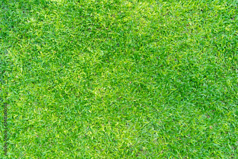 Fototapeta premium Fresh green field