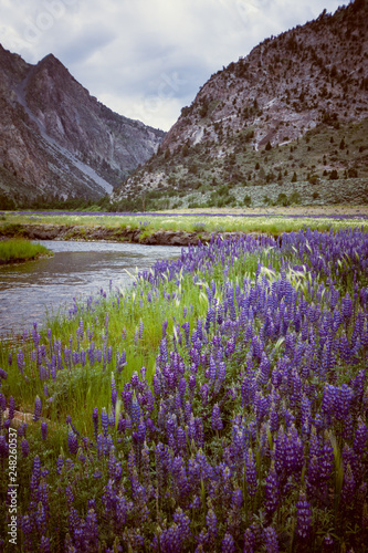 Field of wildflowers lupine in a meadow in the June Lake Loop of California