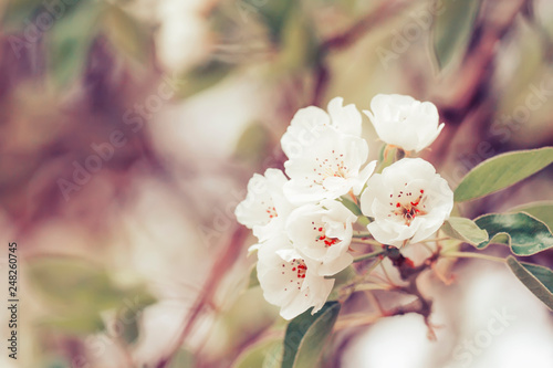 Flowering pear  colorful flowers natural springtime background  blurred image  copy space  selective focus