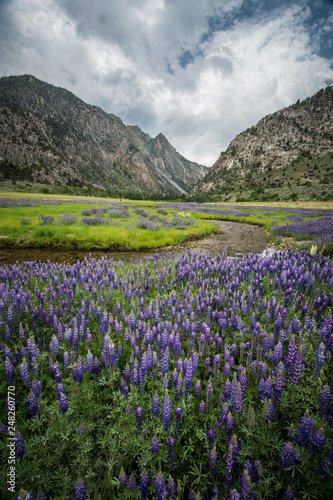Wildflowers lupine growing in a meadow along the June Lake Loop in Eastern Sierra Nevada mountains of California