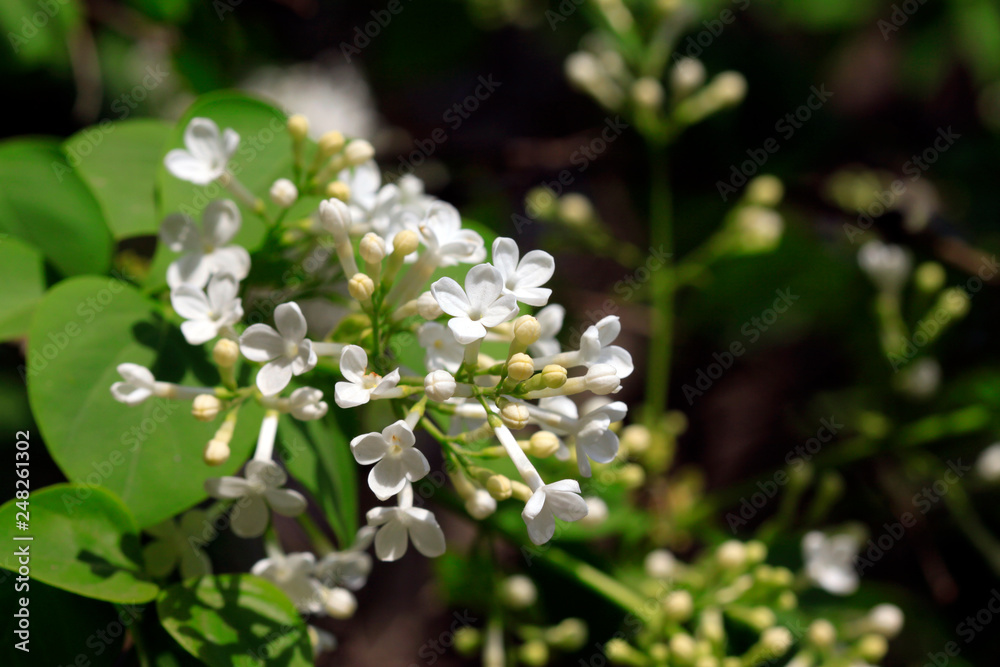 white clove flowers, syringa Linn white clove flowers, syringa Linn