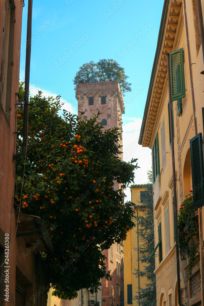 View to Guinigi Tower (Torre Guinigi) with oaks on the top, symbol of Lucca, with orange tree full of fruits on the street below, Tuscany, Italy