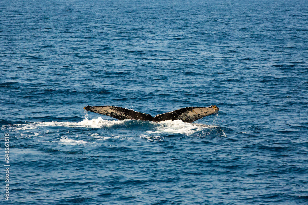Fototapeta premium Humpback whale mothers are playing with their children.