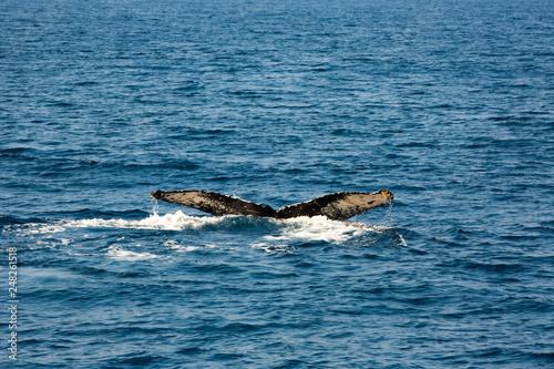 Humpback whale mothers are playing with their children.