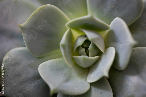 Succulents